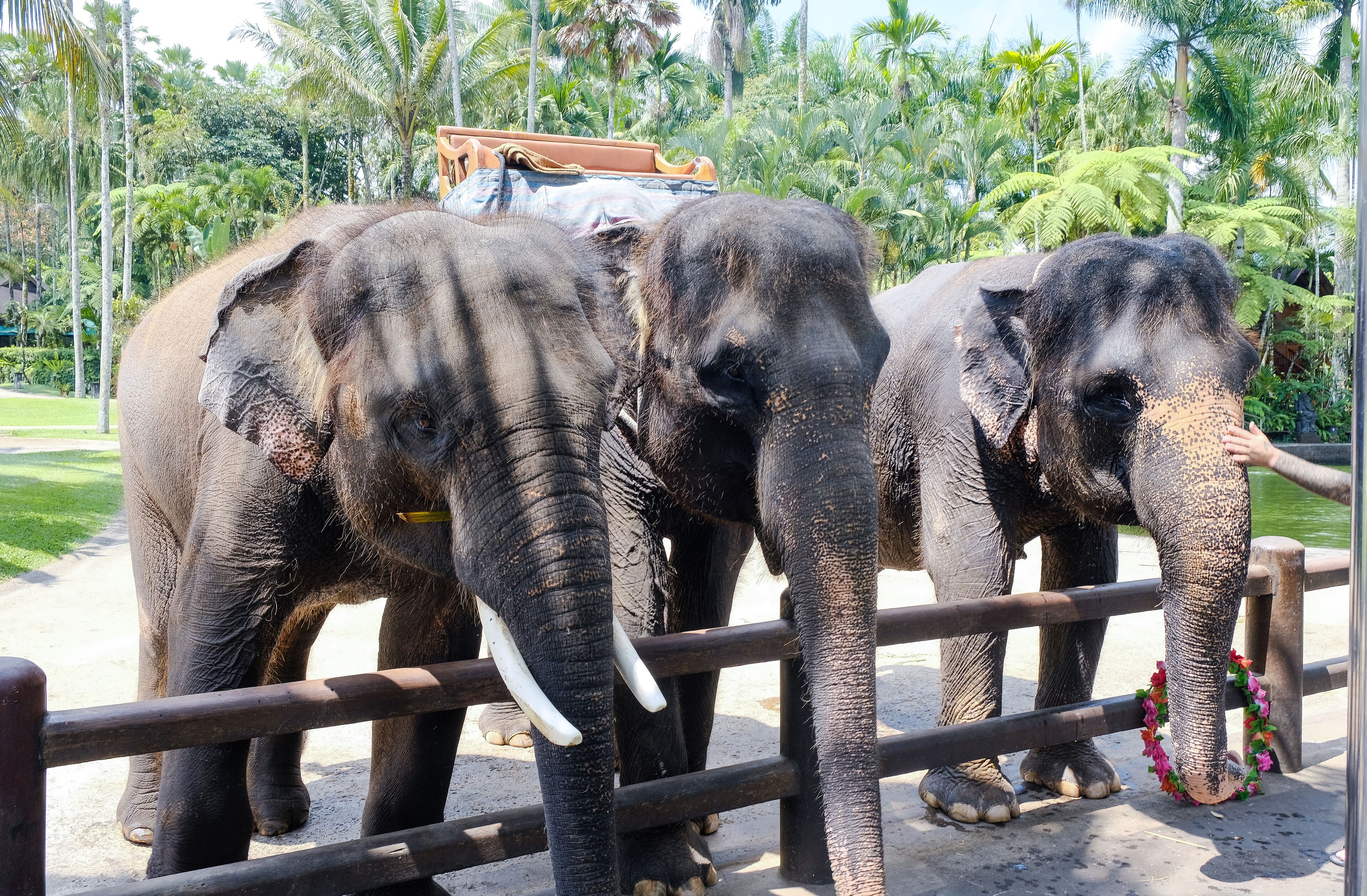 Elephant in safari park. Elephant Park in the jungle on the island of Bali