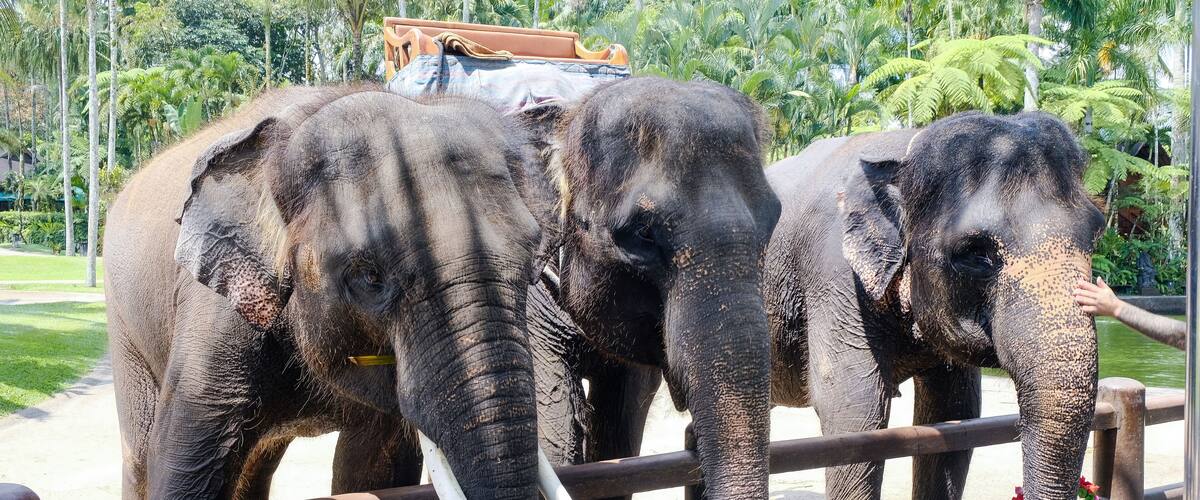 Three elephants standing in a fenced area with a wooden platform in the background.