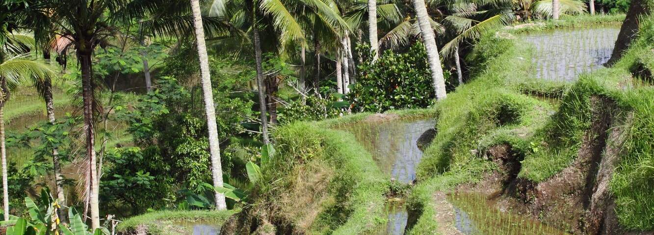 Campos de arroz en terrazas, palmeras y vegetación exuberante.