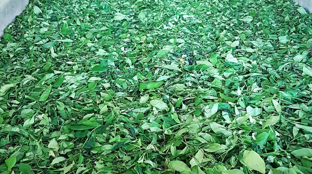 Thousands of leaves hand picked and processed with machines they don't even make anymore. It was like stepping back in time. A river of #green #lifeatexpedia #tea