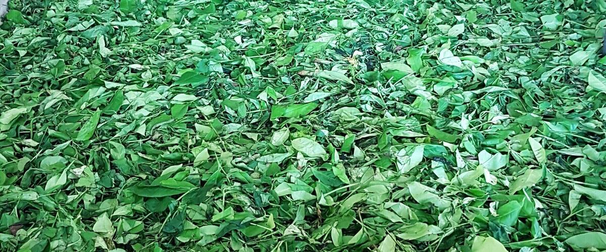 Thousands of leaves hand picked and processed with machines they don't even make anymore. It was like stepping back in time. A river of #green #lifeatexpedia #tea