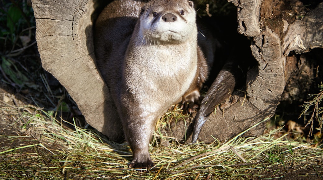 Buttonwood Park Zoo animal inhabitants