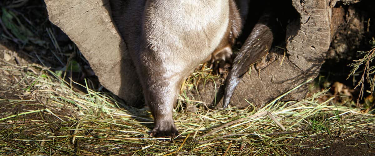 Buttonwood Park Zoo animal inhabitants