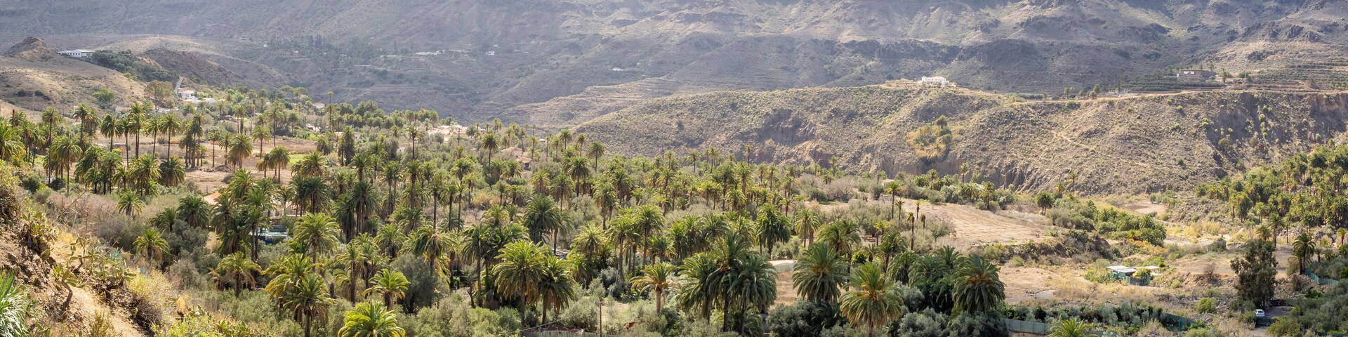 Paisaje montañoso con palmeras y vegetación escasa.