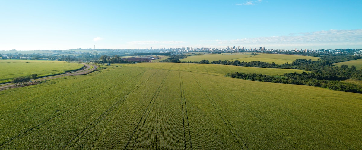 Aerial view of a cornfield near Cascavel, Brazil, with the city skyline visible on the horizon under a clear blue sky.