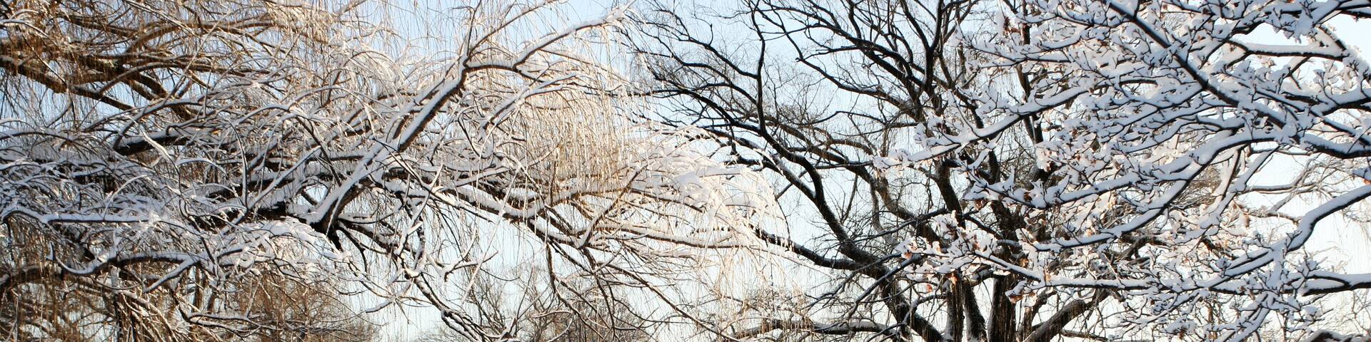 snowy day in the park