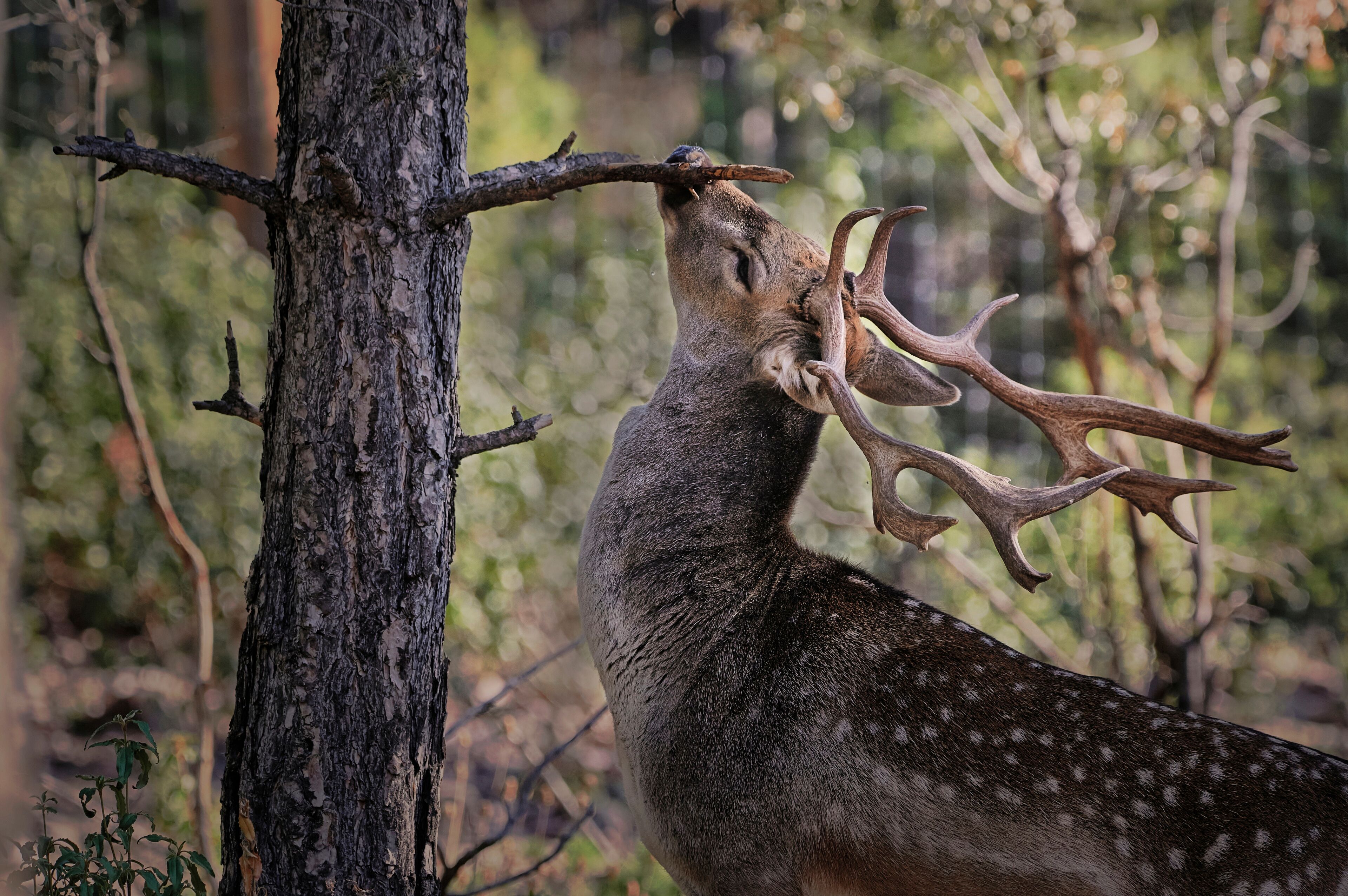 Peaceful young wild fallow deer with spots grazing in forest on blurred background of green plants and woods