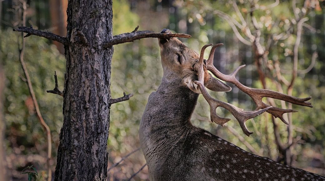 Reserva forestal Deer Grove