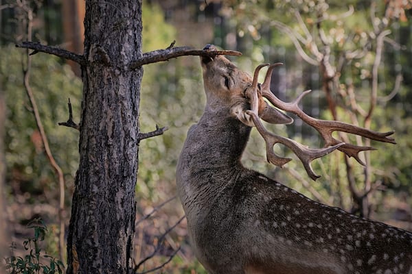 Peaceful young wild fallow deer with spots grazing in forest on blurred background of green plants and woods