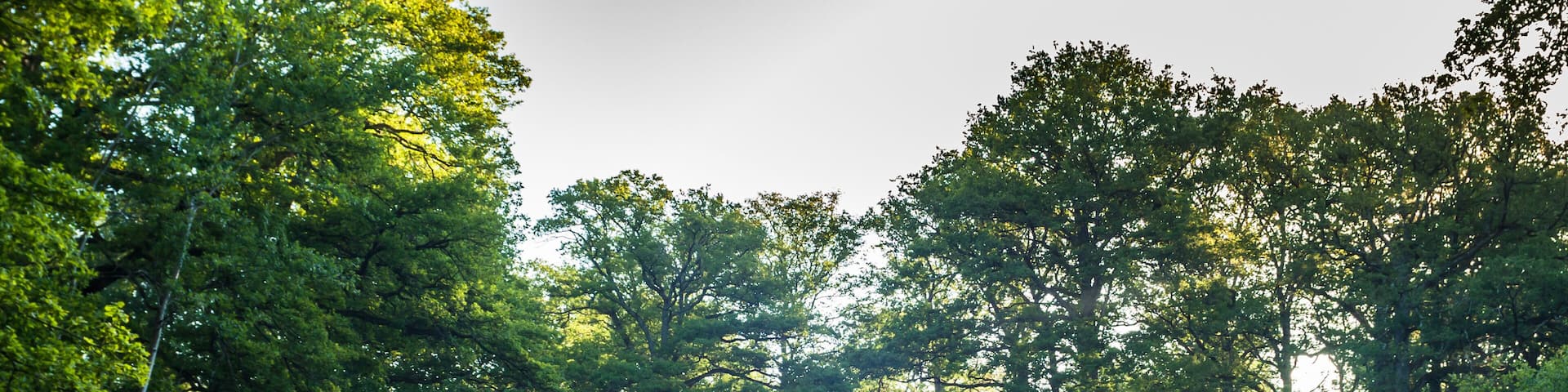 Big, beautiful, old oak forest. Chambord, France.