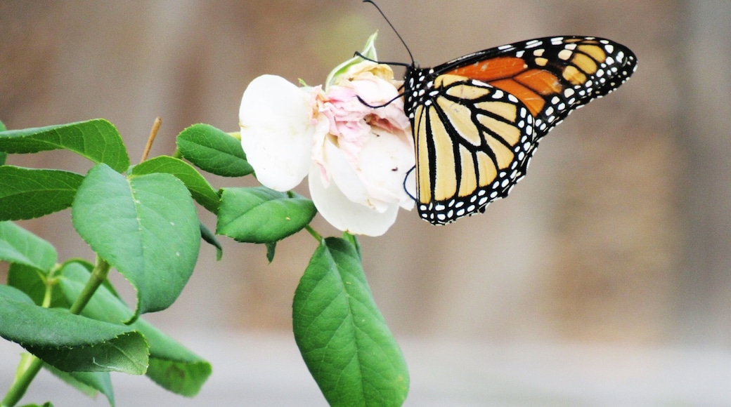I love Kiesel Park in Auburn. It's a lovely place to have a picnic, walk your dog, or just snap some nature photos.