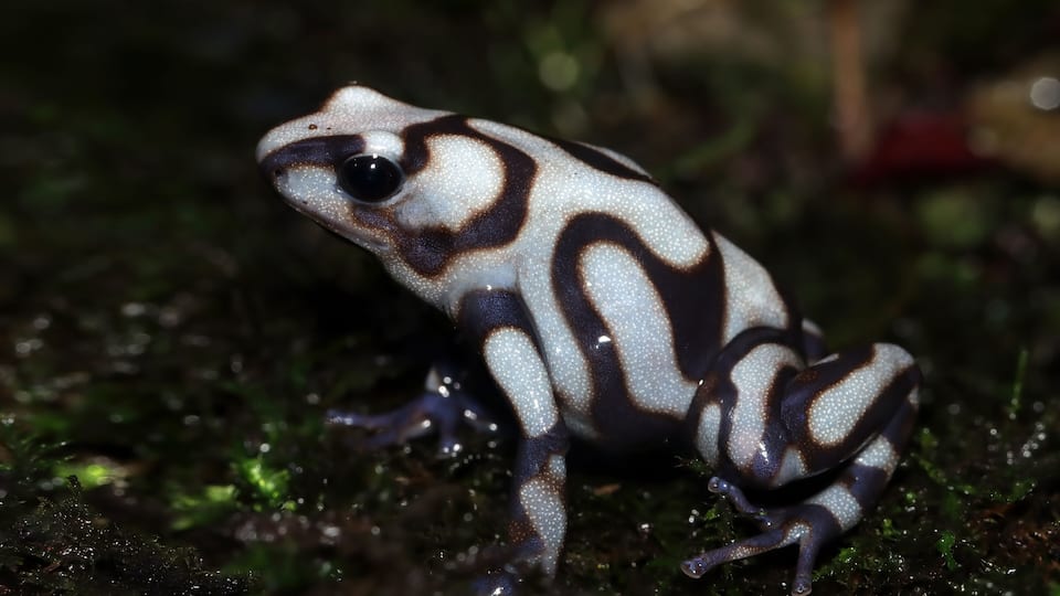 A frog with white and dark brown markings on a mossy surface.