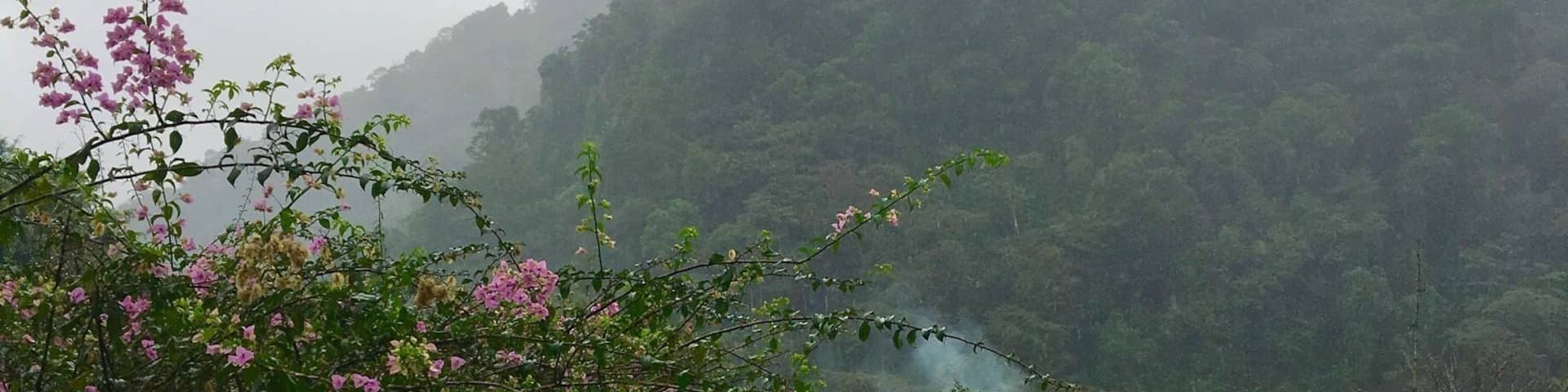 A stone pathway leading through a lush garden with pink flowers and green grass, surrounded by dense forest and misty mountains.