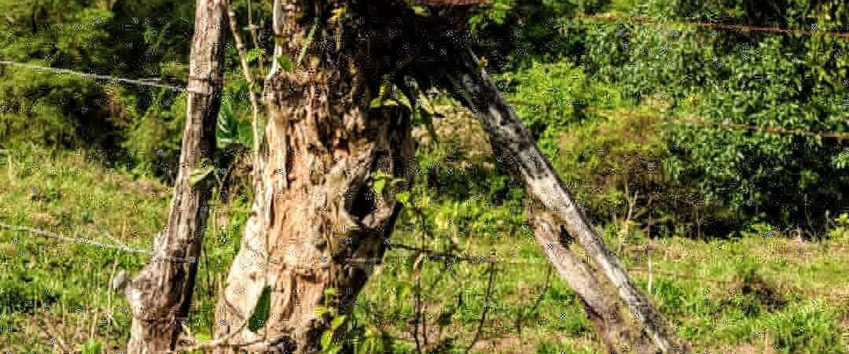 One of the best parts about the #adventure to Costa Rica and staying in an eco Lodge was learning about the history of the land, and the use of living fence posts!