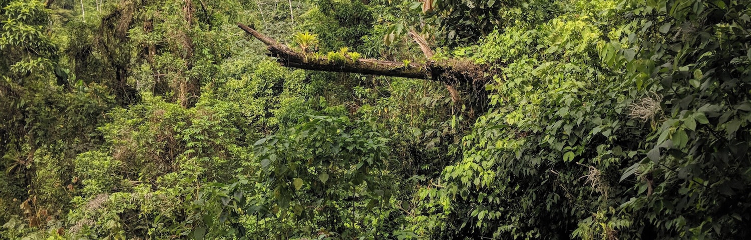 Keep you're head up when hiking in the jungle near the Arenal Volcano! You want to see the vipers hanging from the trees, but you can also see the symbiotic relationship that happens here in the jungle. Never miss out on an #adventure!