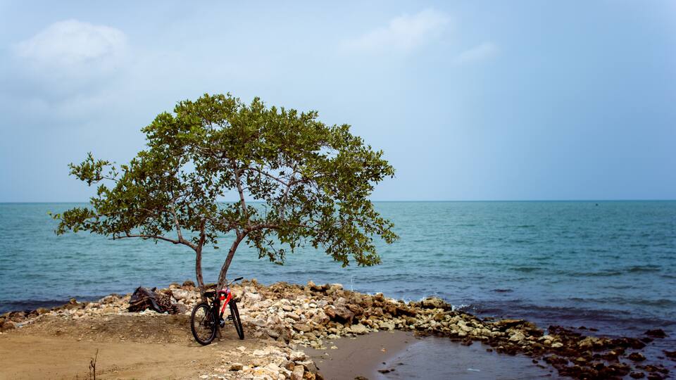 A rocky shoreline with a tree and a bicycle.
