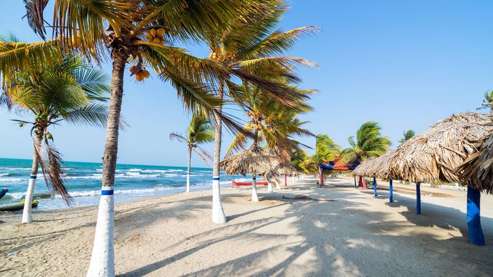 A beach with palm trees and thatched umbrellas.
