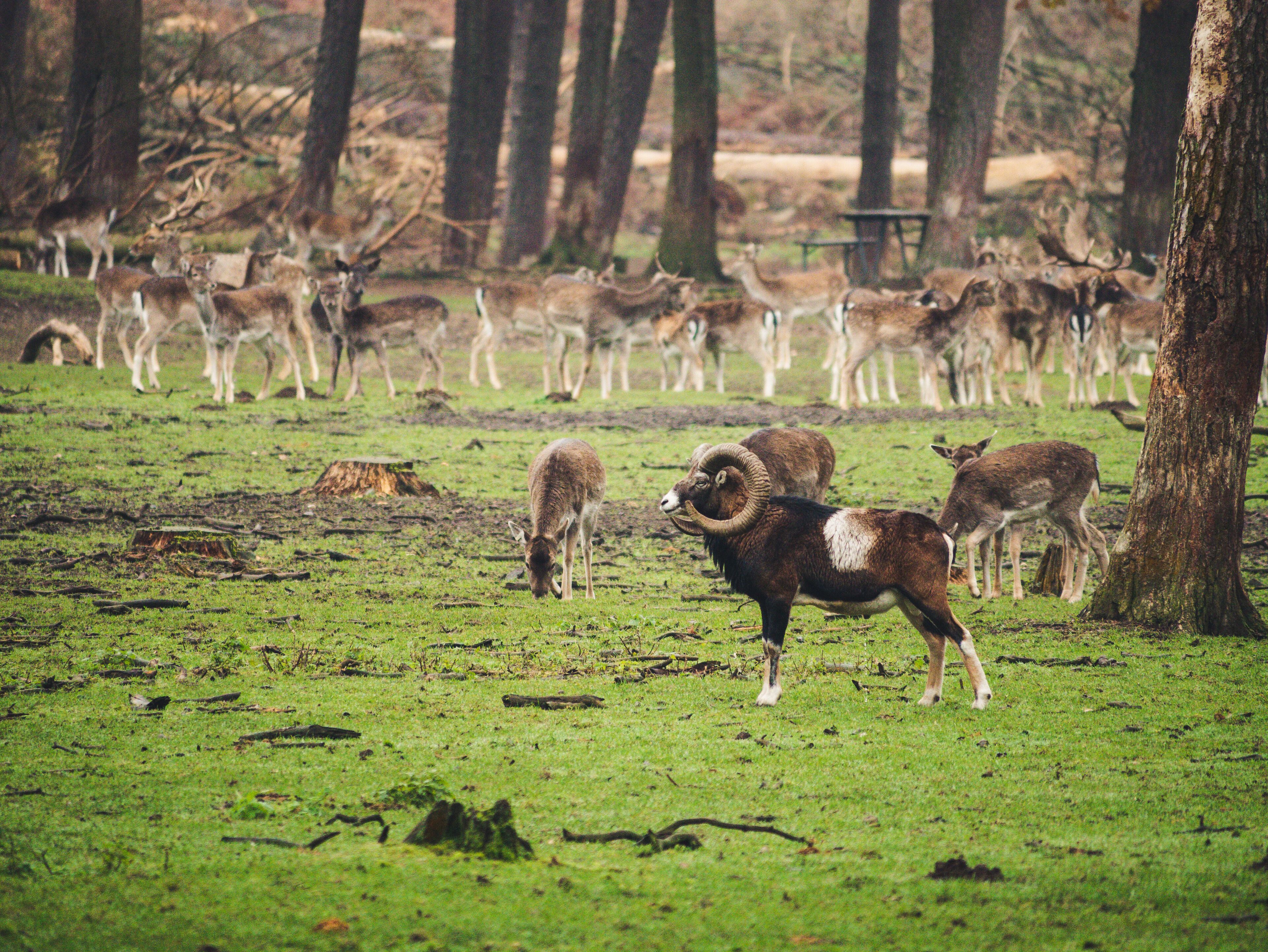 The deer in the park can walk completely free.