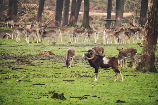 The deer in the park can walk completely free.
