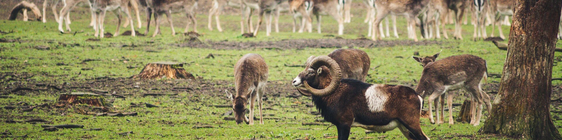 The deer in the park can walk completely free.