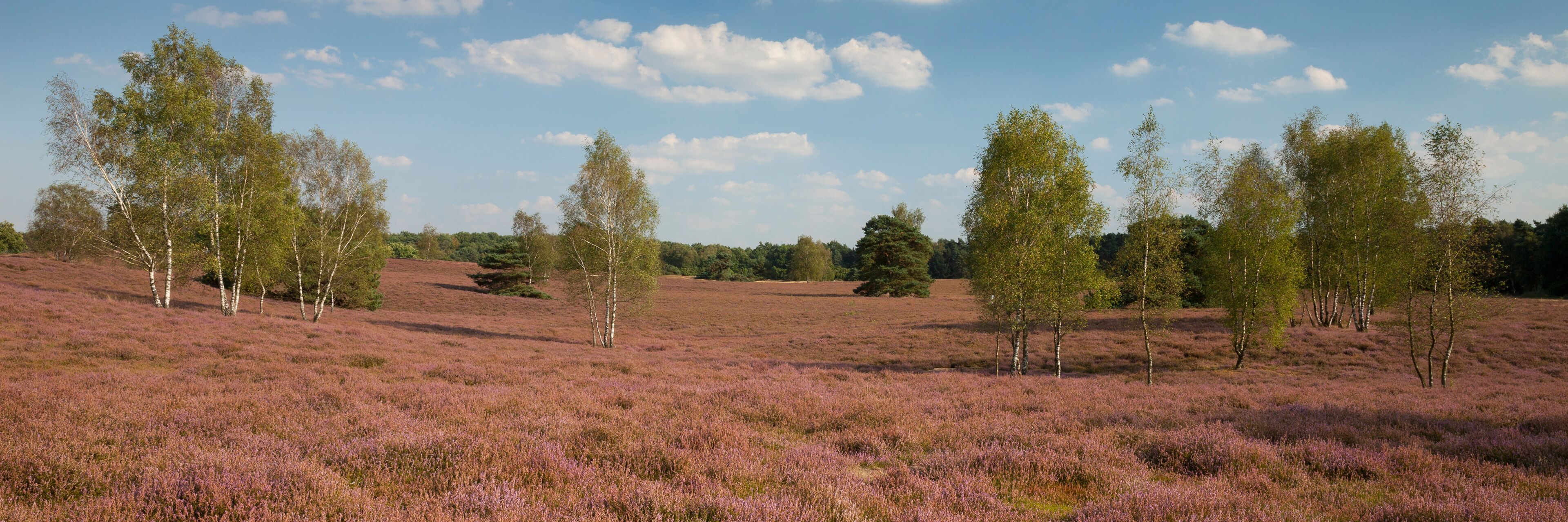 Blühende Heidelandschaft, Naturschutzgebiet Westruper Heide, Münsterland, Nordrhein-Westfalen, Deutschland