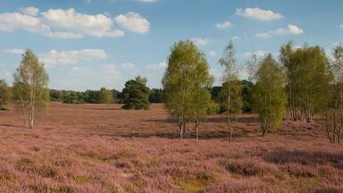 Blühende Heidelandschaft, Naturschutzgebiet Westruper Heide, Münsterland, Nordrhein-Westfalen, Deutschland