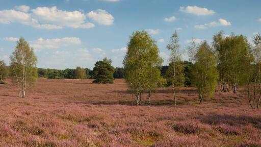 Blühende Heidelandschaft, Naturschutzgebiet Westruper Heide, Münsterland, Nordrhein-Westfalen, Deutschland