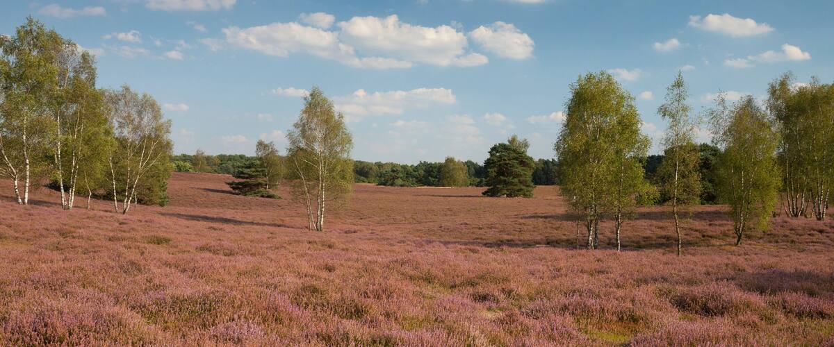 A landscape with purple heather, birch trees, and a clear sky.