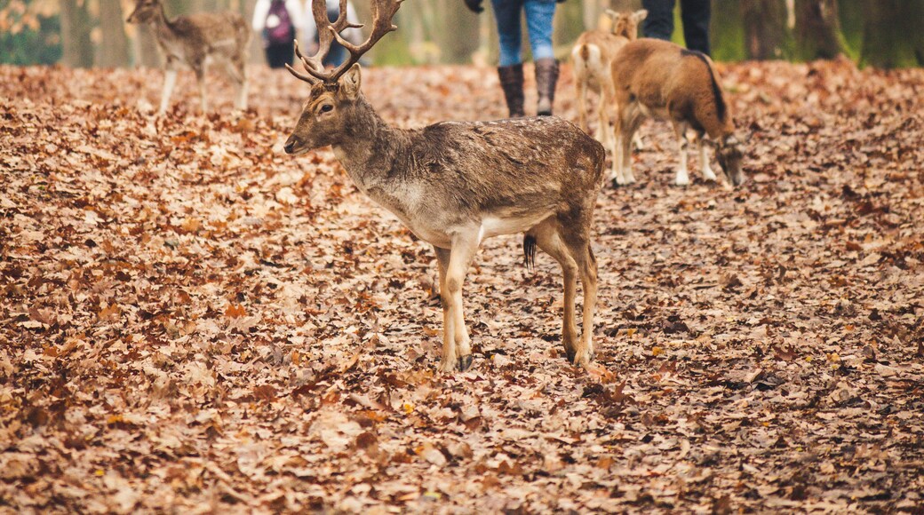 The deer are mostly very calm with visitors though males should be treated with a bit more caution.
