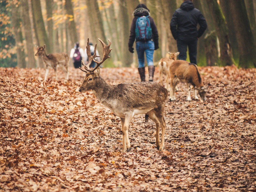 The deer are mostly very calm with visitors though males should be treated with a bit more caution.