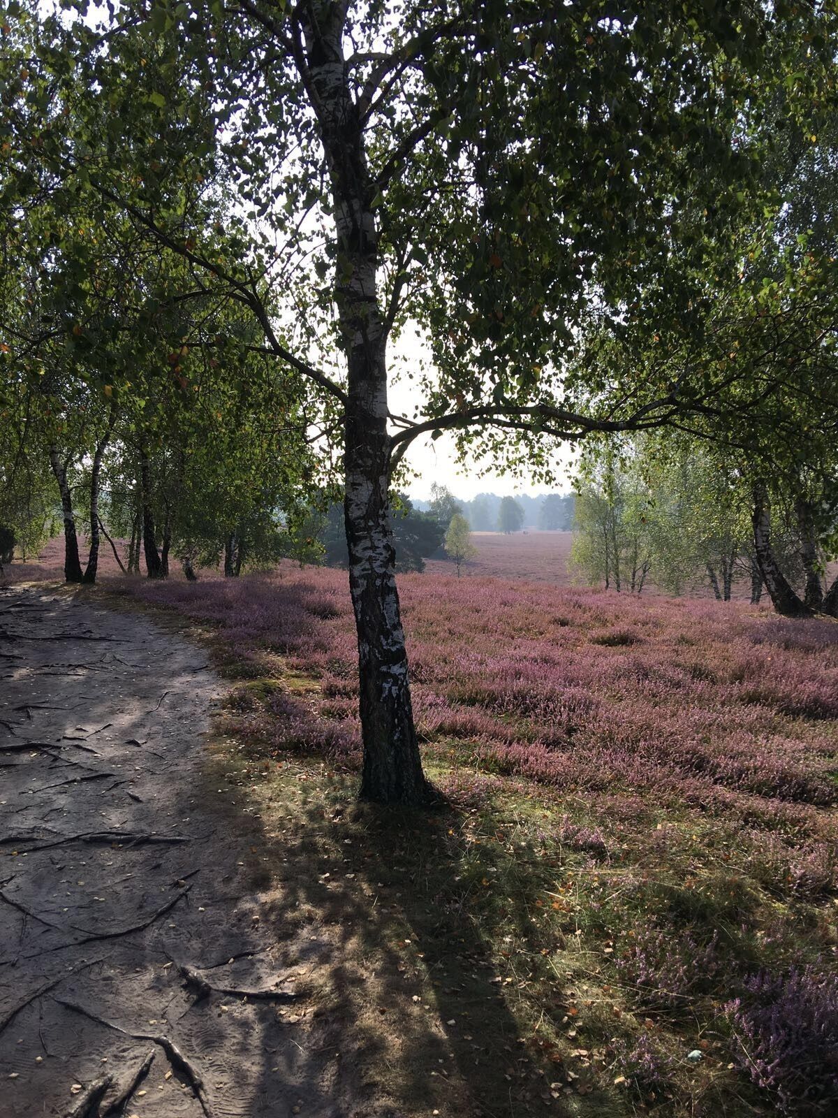 A nice place to walk and relax.
 Best in the time from July to September!