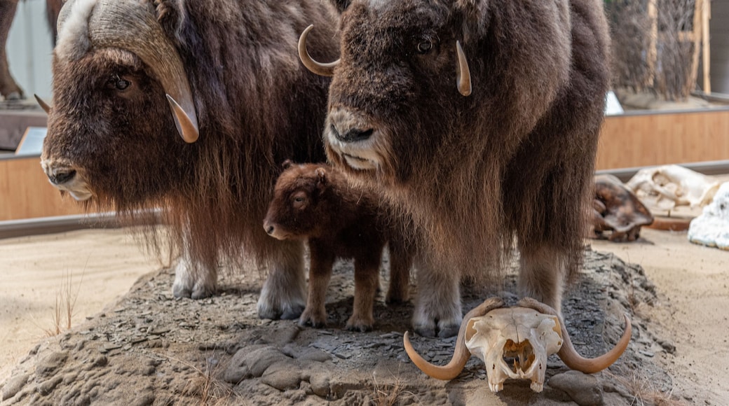 国家野牛博物馆