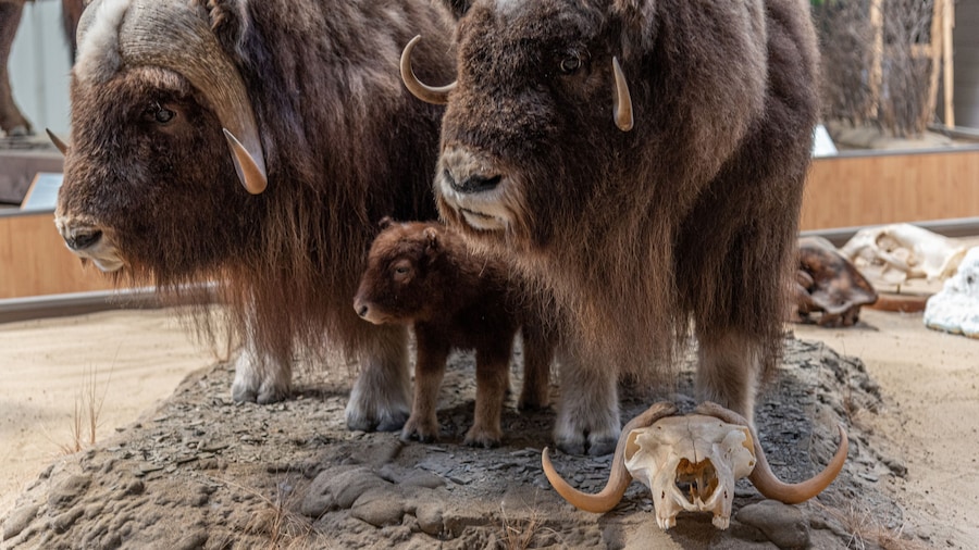 พิพิธภัณฑ์แห่งชาติ Buffalo