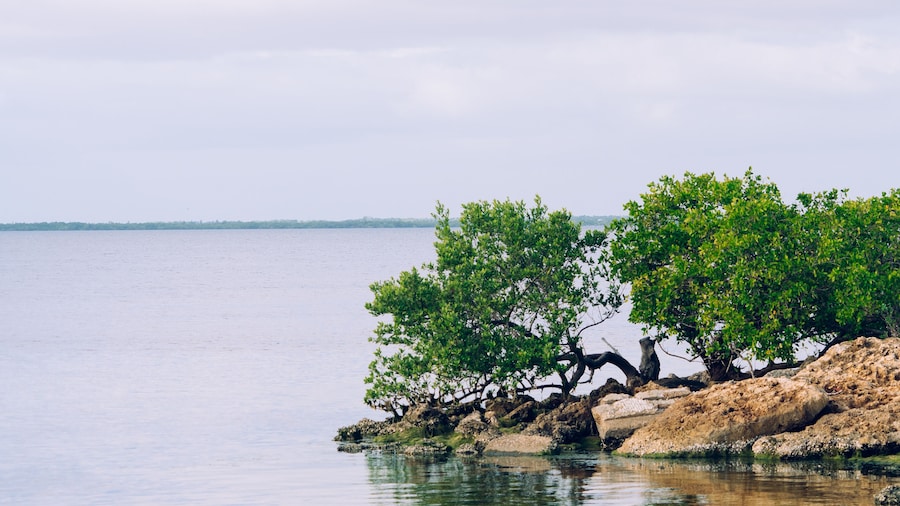 peace river at Punta Gorda and Port Charlotte