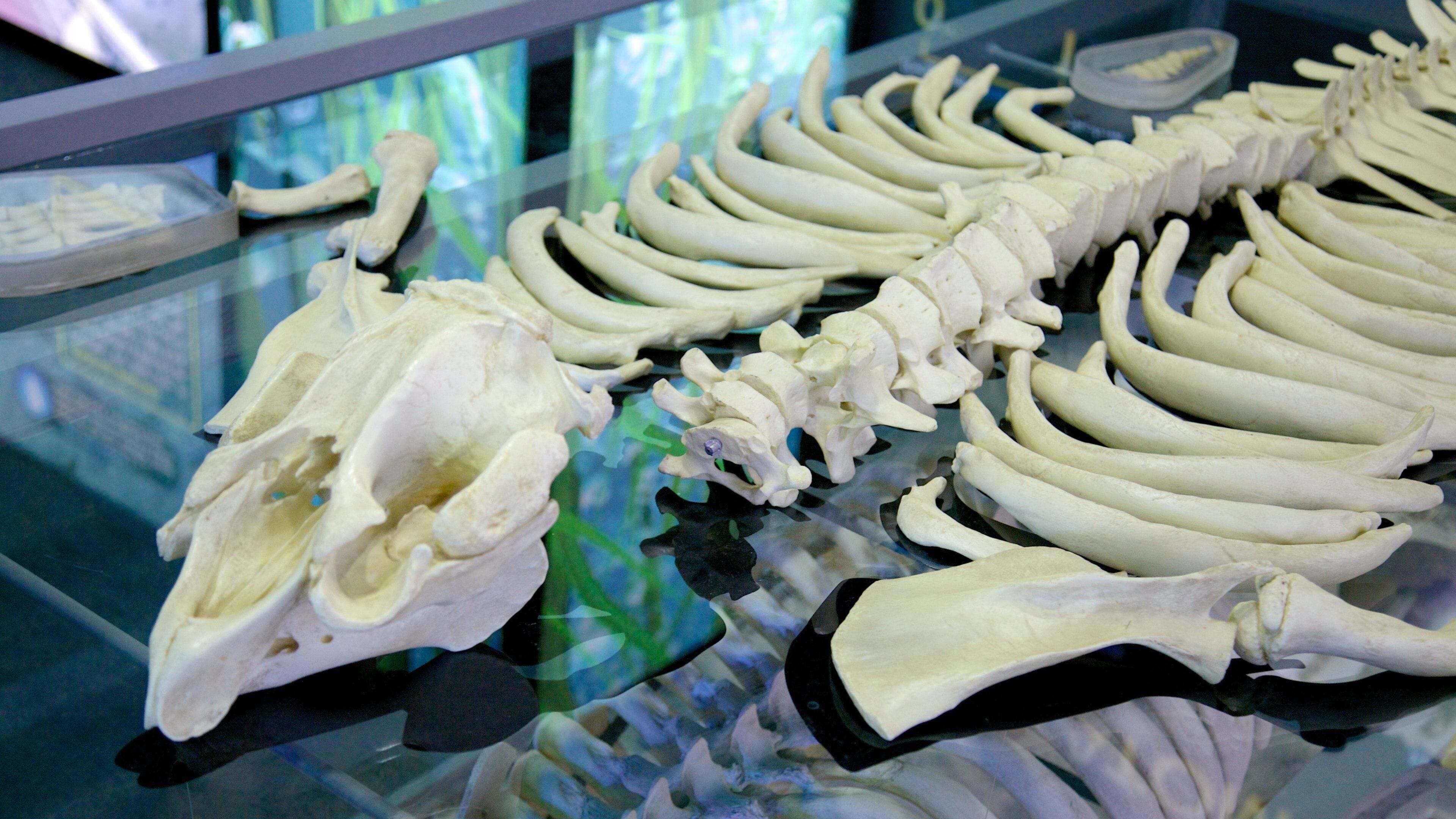 Manatee Viewing Center showing interior views