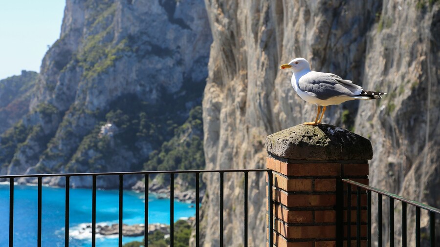 Capri Amalfi Küste: Eine Möwe vor dem Felsmassiv Monte Castiglione auf Capri