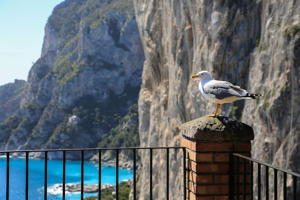 A seagull perched on a brick structure with a coastal cliff in the background.