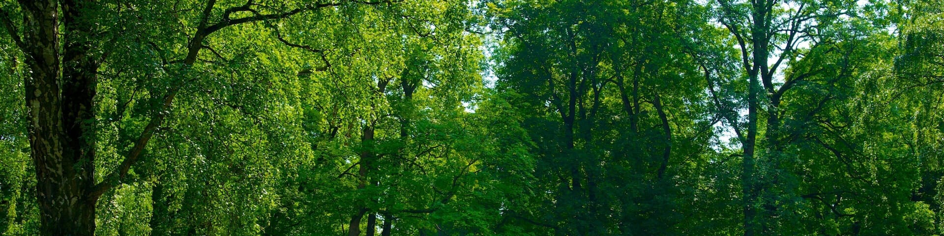 Palace Park showing picnicing, a park and a pond