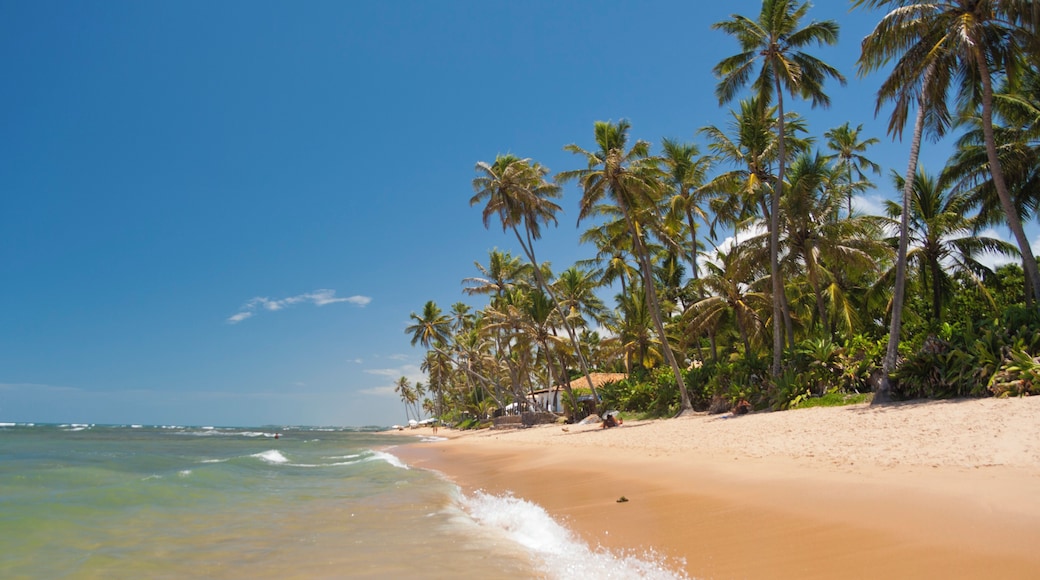 Praia do Forte, Known to be one of Brazil's nicest beaches, this piece of paradise lies in a tiny fishing village, that maintains its tradition and leisurely way of life, and is a couple of hour's dri