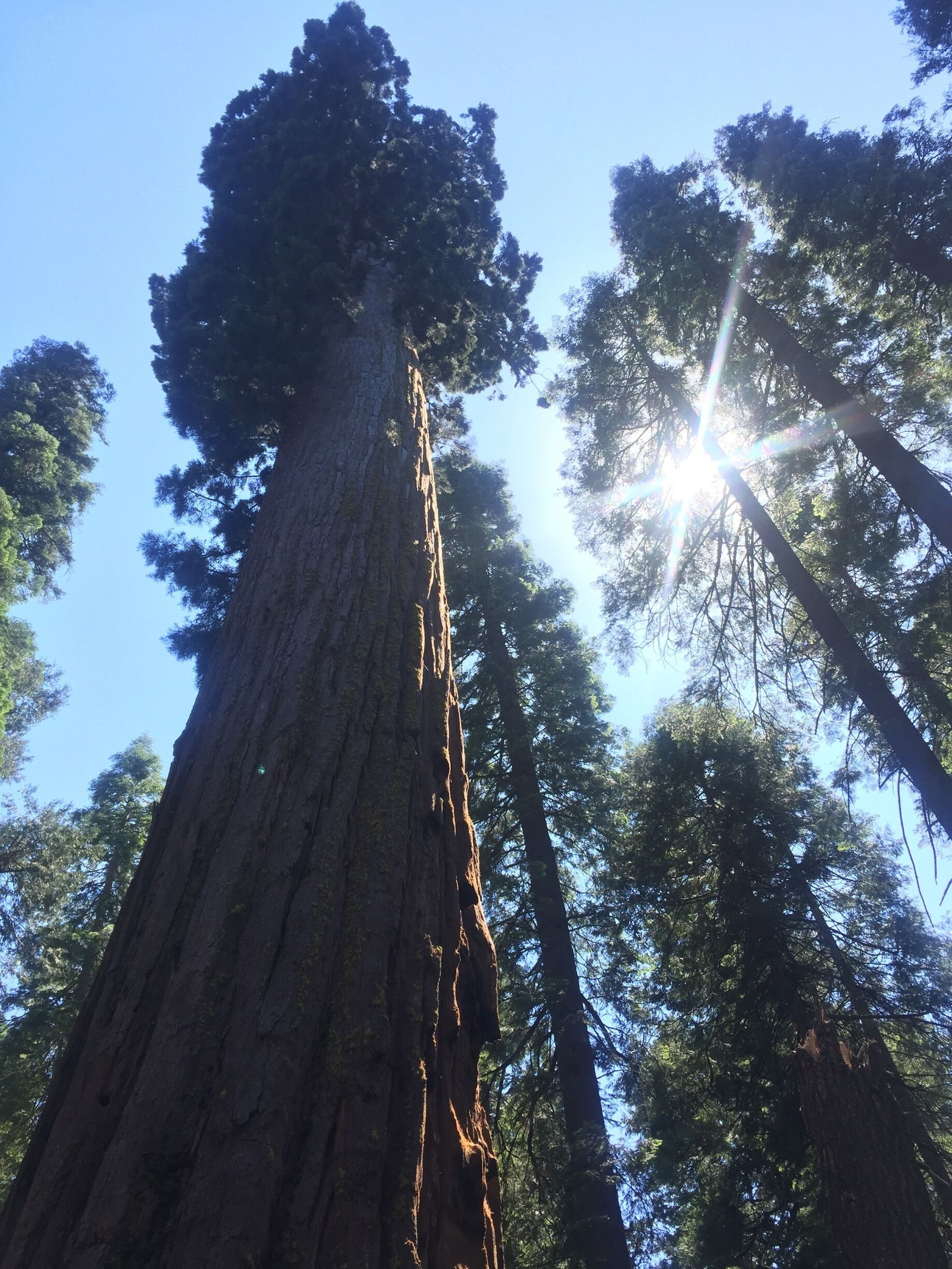 Big Pines and Redwood trees delight in this State Park . 
