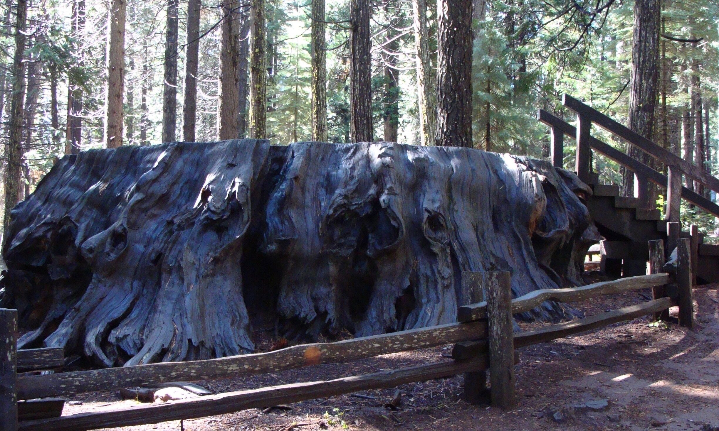 The Stump is what once was a Giant Sequoia tree that gained publicity in 1852 when mentioned by Augustus Dowd.
The Discovery Tree fell on June 27, 1853.
It took 3 weeks to cut down the Discovery Tree.
Pump augers and chisels were used to cut it down, as no saw was large enough for the project.
Discovery Tree measured 24 feet in diameter at its base, was 363 feet tall, and was determined by ring count to be 1,244 years old when felled.

#LikeALocal