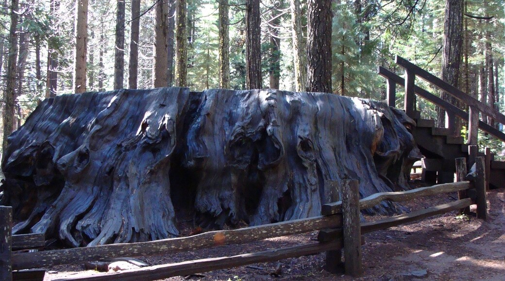 The Stump is what once was a Giant Sequoia tree that gained publicity in 1852 when mentioned by Augustus Dowd.
The Discovery Tree fell on June 27, 1853.
It took 3 weeks to cut down the Discovery Tree.
Pump augers and chisels were used to cut it down, as no saw was large enough for the project.
Discovery Tree measured 24 feet in diameter at its base, was 363 feet tall, and was determined by ring count to be 1,244 years old when felled.
#LikeALocal