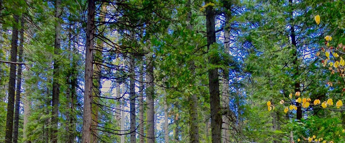 Calaveras Big Trees CA State Park protects 2 groves of giant sequoia trees that are 300 ft tall with 25 foot diameter trunks. The giant trees were discovered in 1852. The location first gained notoriety from a sequoia called the Discovery Tree that was cut down in 1853 and 24 foot diameter sections were shipped and exhibited in San Francisco, Cape Horn, and New York City. It was originally 363 feet tall, but now is only a 3' platform base where it originally stood.
The posted picture was our hike through the South Grove area (a 3 mile hike with scattered Giant Trees). The colors and spring undergrowth of the forest was so green and vibrant. The beauty was unexpected and we plan to return in the Autumn when the undergrowth is changing colors.
#GreatOutdoors
#Nature