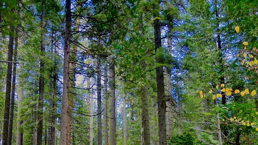 Calaveras Big Trees CA State Park protects 2 groves of giant sequoia trees that are 300 ft tall with 25 foot diameter trunks. The giant trees were discovered in 1852. The location first gained notoriety from a sequoia called the Discovery Tree that was cut down in 1853 and 24 foot diameter sections were shipped and exhibited in San Francisco, Cape Horn, and New York City. It was originally 363 feet tall, but now is only a 3' platform base where it originally stood.
The posted picture was our hike through the South Grove area (a 3 mile hike with scattered Giant Trees). The colors and spring undergrowth of the forest was so green and vibrant. The beauty was unexpected and we plan to return in the Autumn when the undergrowth is changing colors.
#GreatOutdoors
#Nature