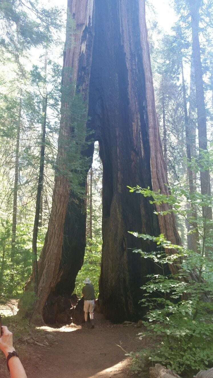 A large tree with a narrow opening in its trunk, surrounded by a forest.