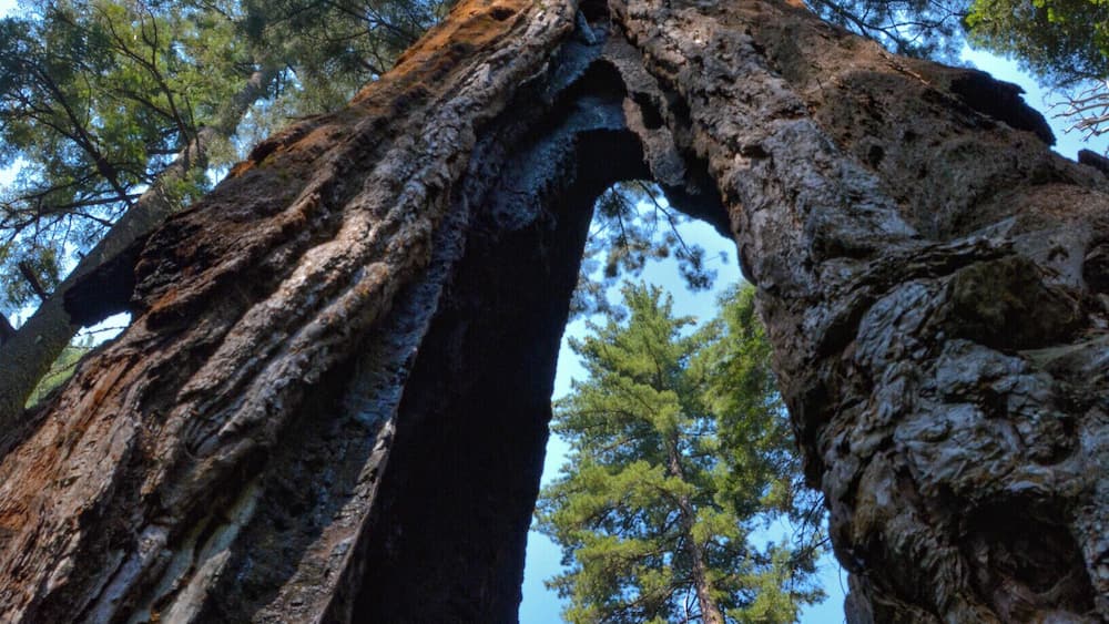 A large tree with a natural arch formation.