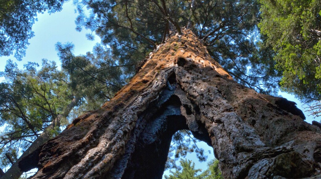 The South loop of Big Trees State Park is really awe-inspiring. Start early to avoid the heat and bring lots of DEET. It's buggy! #Takeahike
