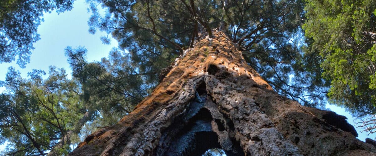 The South loop of Big Trees State Park is really awe-inspiring. Start early to avoid the heat and bring lots of DEET. It's buggy! #Takeahike