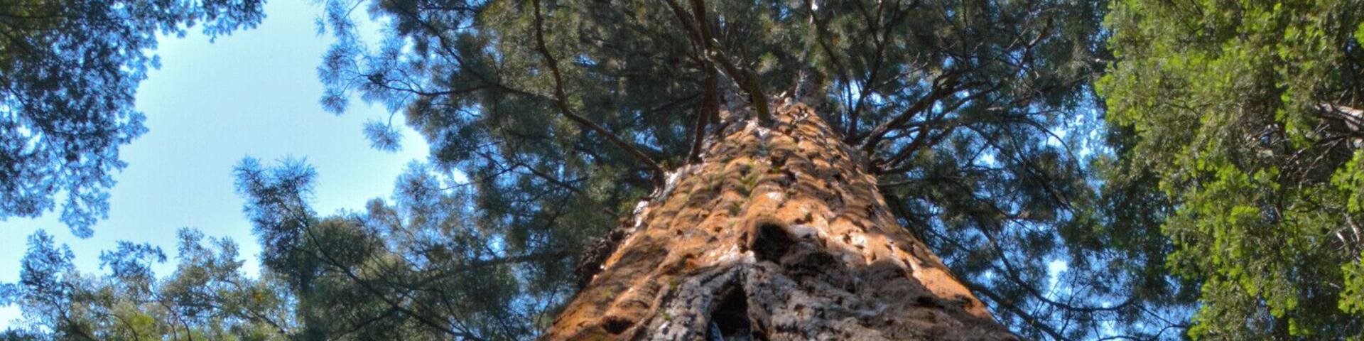 A large tree with a natural arch formation.