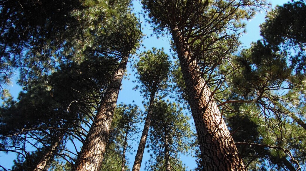 Californian redwoods